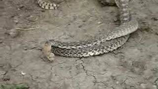 Bull snakes mating [upl. by Carmelina]