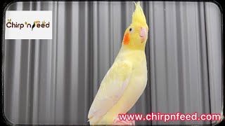 Lutino Pearl Cockatiel mutation [upl. by Nired]