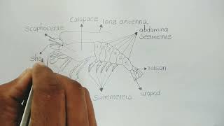 palaemon diagram  how to draw palaemon  freshwater prawn  zoology [upl. by Aseen]