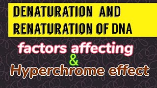 Denaturation amp Renaturation of DNA  Hyperchrome effect [upl. by Mastrianni]