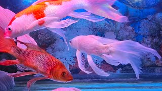 ASMR Aquarium Mesmerizing Colorful Fish with Soothing Water Sounds [upl. by Silber]