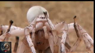 Cartwheeling Spider of the Desert in Hindiwildaofnimalswildlifehindi wildofanimals [upl. by Eniahpets646]