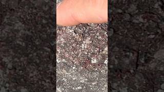 Men found Huge crystal red pockets of almandine garnets in Ny mountains gems minerals rocks [upl. by Ail]