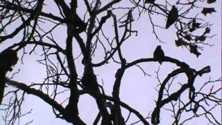 The Wild Parrots of Reseda California San Fernando Valley [upl. by Vanhook395]