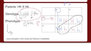 Punnett square introduction [upl. by Holcomb]