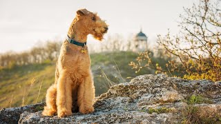 Airedale Terriers The Ultimate Dog Sports Competitors [upl. by Llehcal]