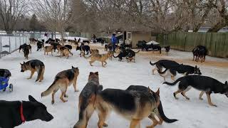 100 German Shepherds playing together [upl. by Ecinev]