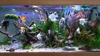 Angel fish 🐠 tank  fresh water angel fish aquarium  angelfish care [upl. by Tilda]