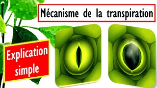 Mécanisme douverture et de fermeture des stomates Explication simple [upl. by Onateyac]