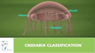 CNIDARIA CLASSIFICATION [upl. by Letsirc]