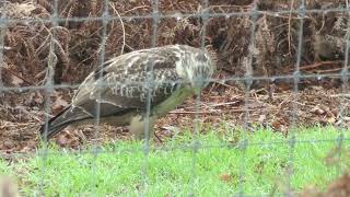 Buizerd in de Deurnese Peel Onder andere met lekker hapje [upl. by Adieren]