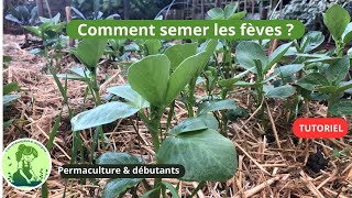 Comment semer les fèves en automne🍁TUTORIEL [upl. by Phionna]