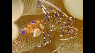 Plongée Martinique Nord Avec Surcouf Dive [upl. by Euqinaj840]