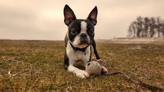 Boston Terrier Training Mistakes to Avoid [upl. by Stoneman656]