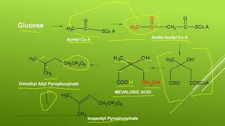 Acetate Mevalonate Pathway [upl. by Oicnanev]