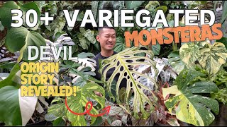 Monstera Devil Origin Story Revealed 🤯 Meet OVER 30 Types of NEW Variegated Monsteras [upl. by Yaned]