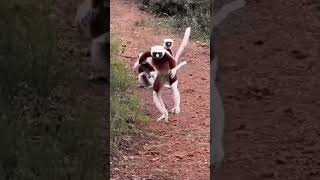 Zoboomafoo lemur fun time monkey play jump shorts viral love funny cute fun comedy laugh [upl. by Male120]