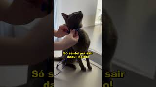 Marshall mal retornou pras terras do Sul e já quer colocar caramelos pra correr 😂gatos trigatos [upl. by Ayanal]