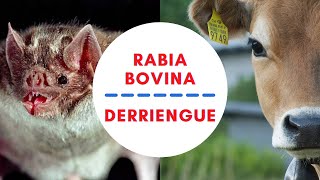 RABIA PARALÍTICA BOVINA 🦇 CÓMO PREVENIR EL DERRIENGUE 🦇 [upl. by Kimball]