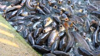 Pymatuning spillway carpfest 2011 Ducks walk on the fish Millions of fish [upl. by Oirramed]