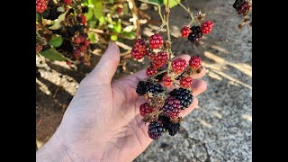 3 wild conglomerate berries growing in Oregon [upl. by Debor]