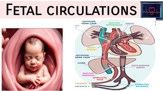 fetal circulations in Hindi  Pediatric nursing  Cardiovascular disease in pediatrics [upl. by Aloibaf]