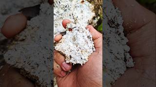 Wow‼️😱😱Gold in White Marl goldprospecting golddiscovery lookingforgold armangoldhunting [upl. by Berton815]