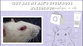 Why is my rats noseeyes bleeding  Porphyrin in pet rats [upl. by Necyla]