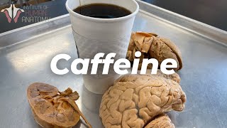 How Caffeine Affects Your Brain [upl. by Arela]