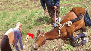 HORRIBLE Hoof Smell Fixed Farm Horse 2024 HOOF Restoration Success [upl. by Elora]