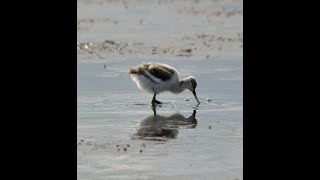 avocet chick seen feeding on pennington marsh hampshire shorts birds wildlife nikond5600 nature [upl. by Lokcin]