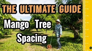 The Ultimate Guide to Mango Tree Spacing [upl. by Macmullin]