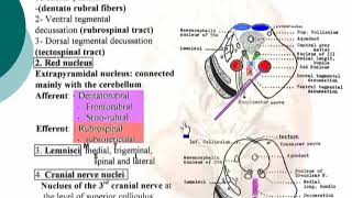 36 Tegmentum Neuroanatomy 36 cxt [upl. by Dimo]