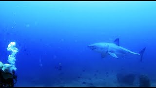 Great White Shark circles divers in Mozambique  NO CAGE [upl. by Nader]