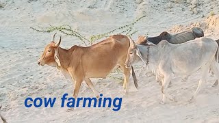 cow farming l cow catel farm l cow farm in pakistan l pakistan farm vlog [upl. by Valley]