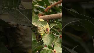 Yellow footed green pigeon bharatpurbirdsanctuary keoladeonationalpark birdsanctuary [upl. by Einahpets108]