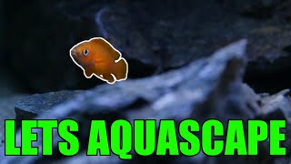 Lake Tanganyika Aquascape  Neolamprologus leleupi [upl. by Ahsitil]