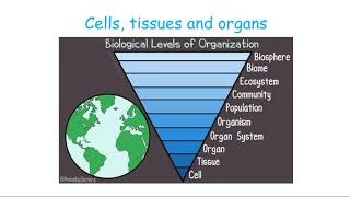 CCEA GCSE Biology cells tissues organs and stem cells [upl. by Araf]