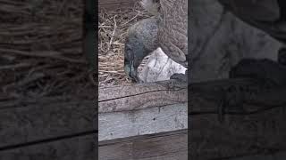 Tiny vulture nestlings get fed wildlife birds animals nature congrats shorts webcams [upl. by Eilrebmik]