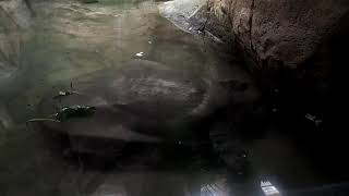 Zoo Barcelona 2019 Trionyx triunguis African softshell turtle [upl. by Yelsnik]