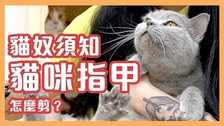 貓貓剪指甲不留一滴血 Olga霸氣貓刀流 KitCat貓貓教學 [upl. by Eirrok]