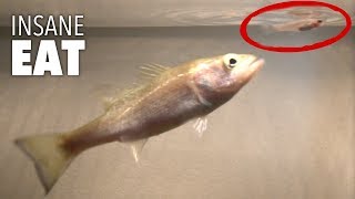 BABY BASS DESTROYS LIVE BAIT ON TOPWATER Ultra Slow Motion [upl. by Roddie]