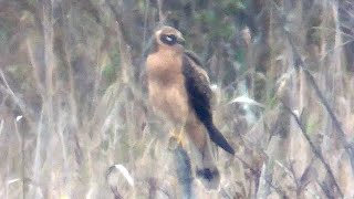 Pallid Harrier Circus macrourus arosuohaukka 292023  Pattijokisuu Raahe W Finland [upl. by Coshow389]