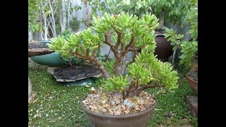 Crassula ovata Bonsai Tree [upl. by Eudoca176]