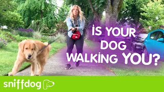 Leash Pulling  Dog Training Video [upl. by Zingg684]