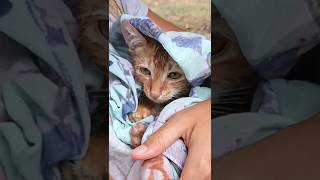 Rescuing a stray kitten kitten kittenrescue cats cat catlover catshorts meow catvideos [upl. by Ahsiekit]