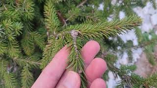 Serbian Oriental Norway amp Black Hills Spruce Update  Others [upl. by Orabla]