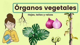 Órganos vegetales hojas tallo y raíz [upl. by Pierro]