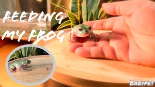 Feeding my white tree frog ให้อาหารกบต้นไม้ [upl. by Phillis]