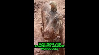 Warthogs are powerless against mongooses and heres whyshorts [upl. by Hollander]